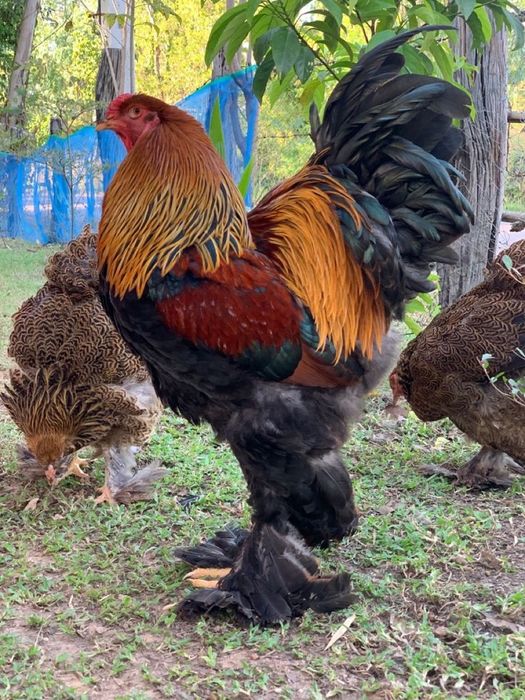 Brahma Potarnichiu. Oua pentru incubat