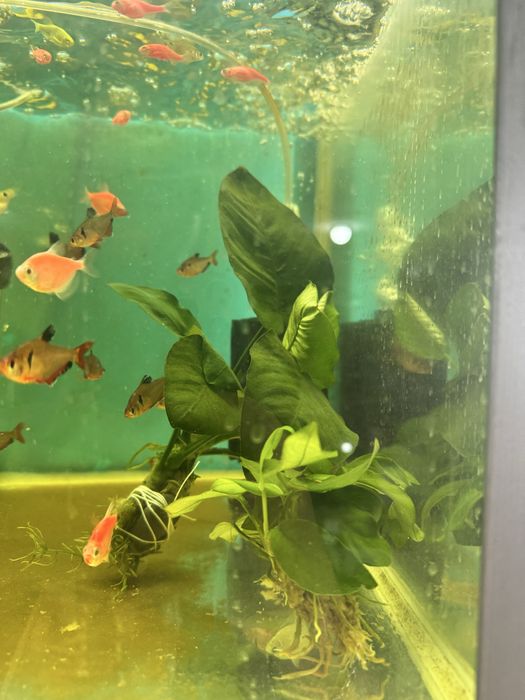 Аквариумное растение Анубиас