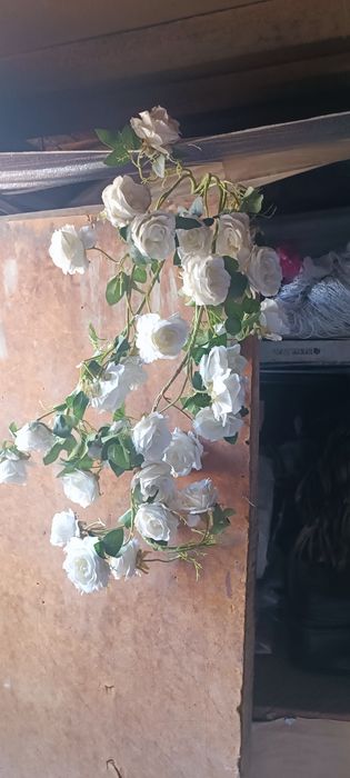 Хитой суний гуллари