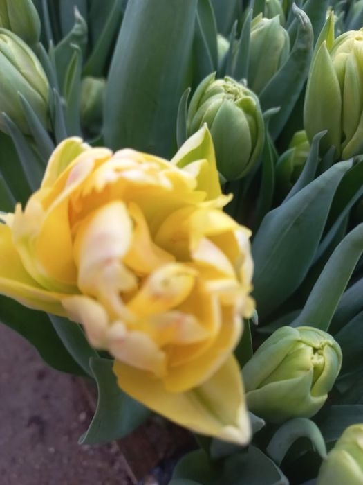 Тюлпаны голландские