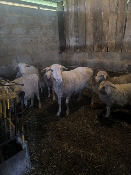 Продам домашних баранов.