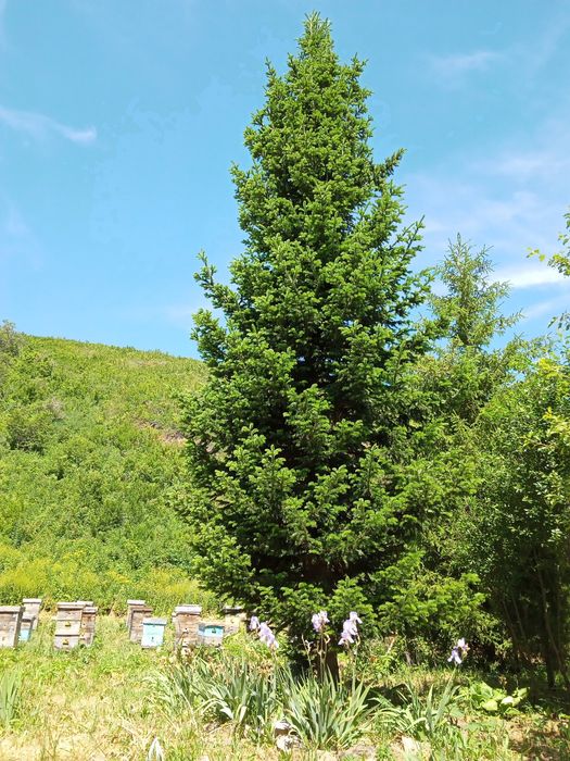 Мёд разнотравие, очень вкусный, 3500 за литр.