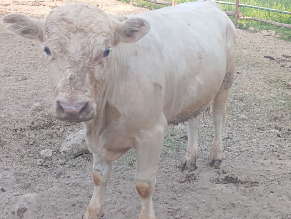 Зотор бука сотилади шаралел