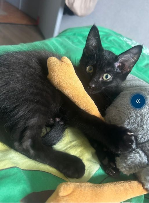 Котенок в добрые руки