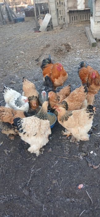 Ouă de găini brahma