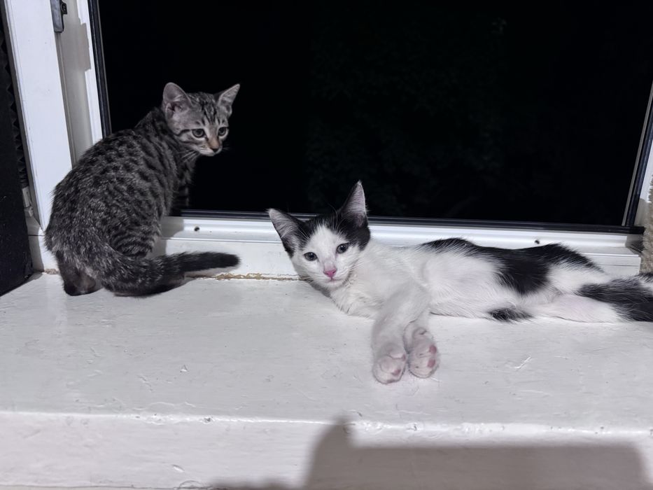 Котята 2 шт мальчик девочкк