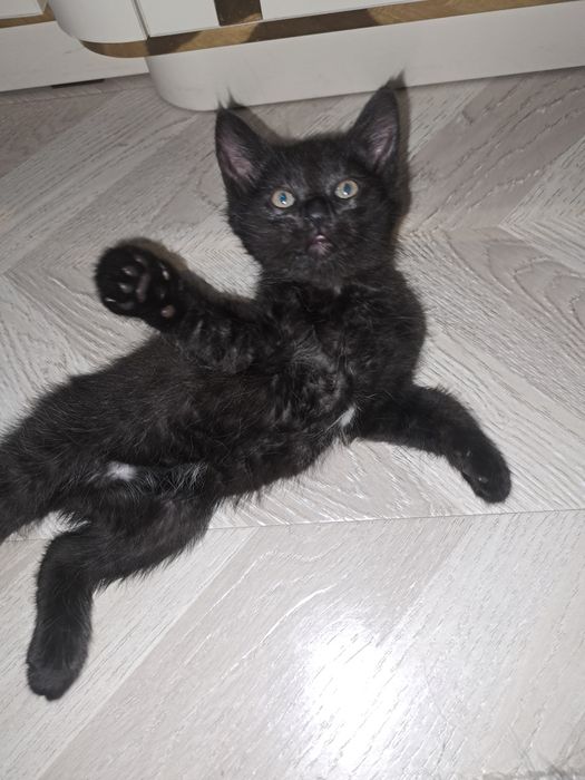 Котята ходят в лоток