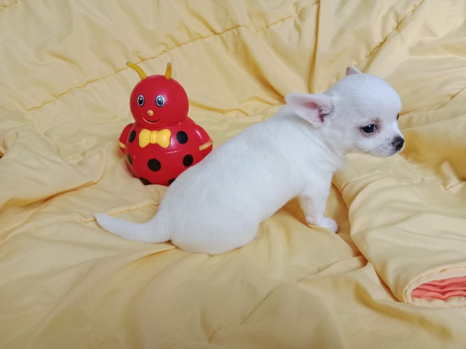 Щенки Чихуахуа мальчики.