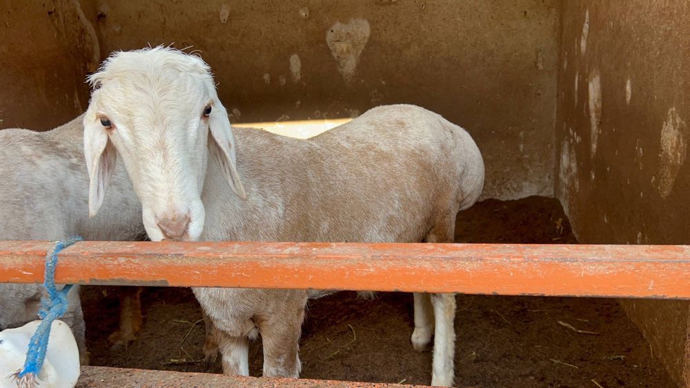 Ку'чкор сотилади