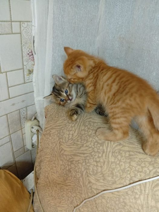 Отдам  Даром  Котят