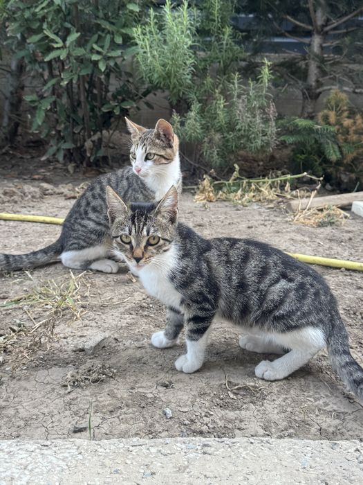Adopție pui pisică