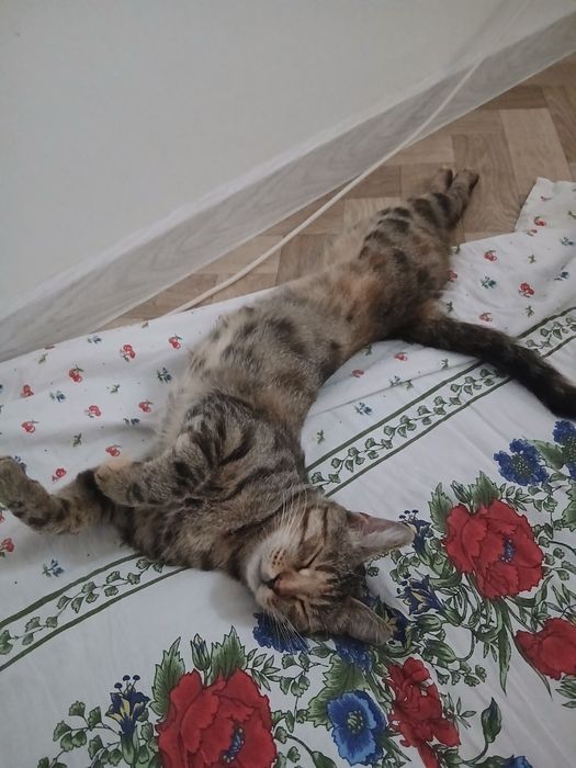 Кошечки в добрые руки