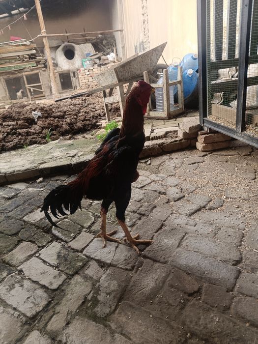 Dakenni zori zoti toza 5kg