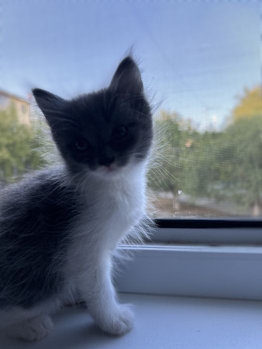 Котятки ищут маму или папу