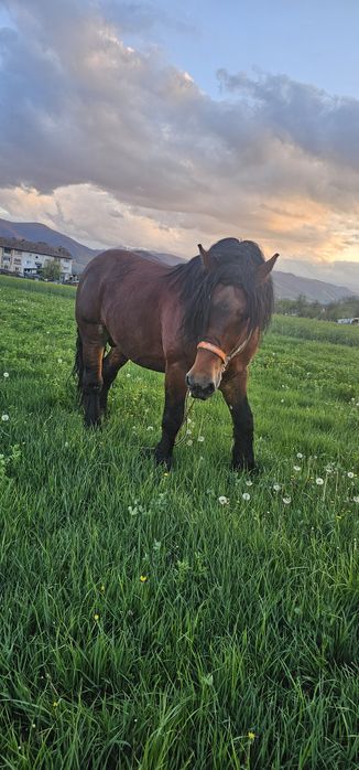 Vând armăsar murg de 4 ani învațat la caruță la lemn la calarie  probe cum dorește clientul are în jur de 950 kg  sau schimb cu doi cai buni de pădure