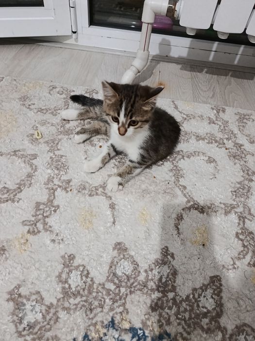 Котёнок а самые добрые руки
