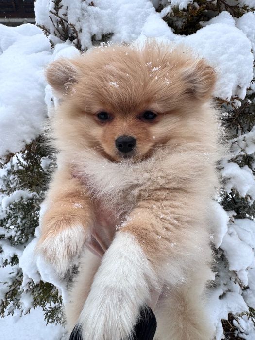 Продаются щенки шпицы