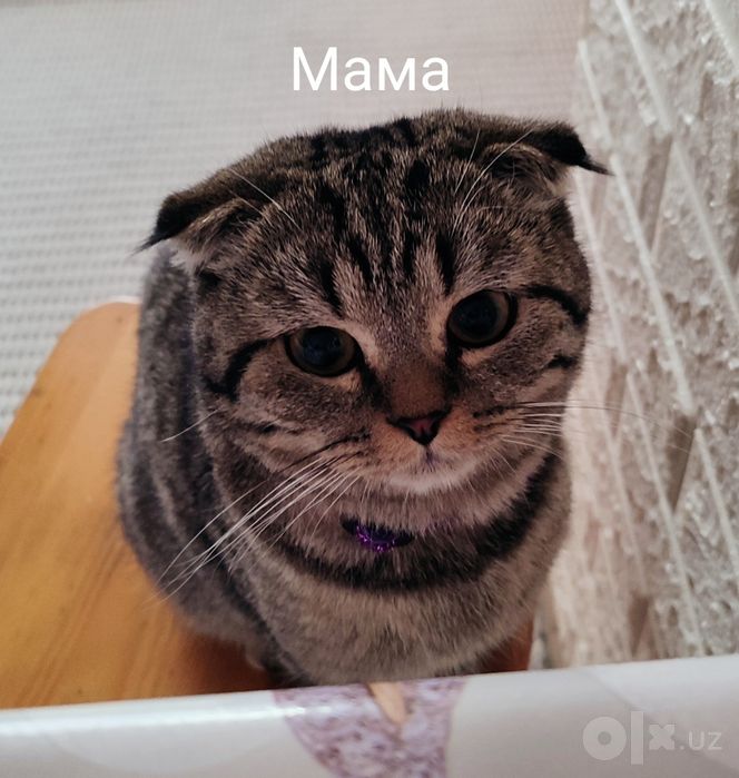 Продаю породистых котят дёшево