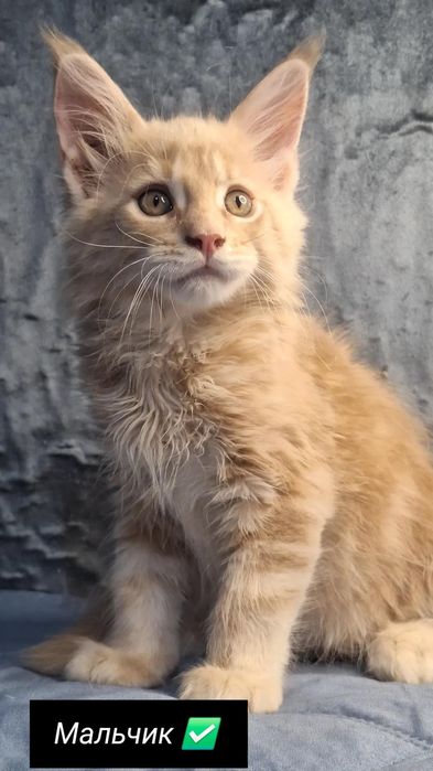 Мейн-кун котята из питомника