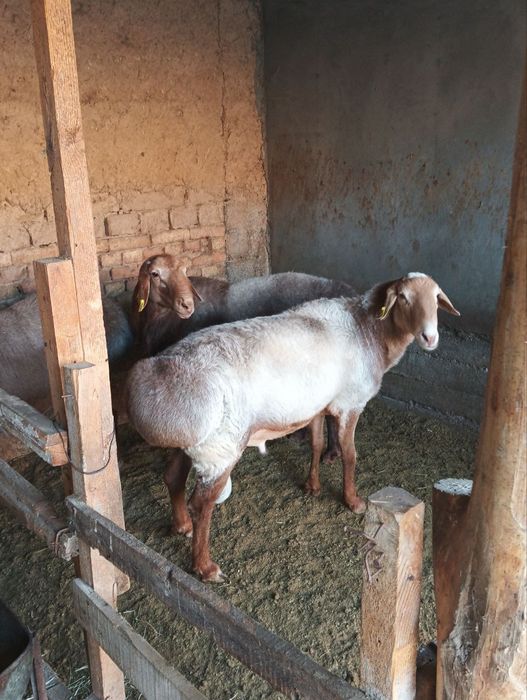 Qirg'iz zot Qo'cqorla sotiladi urug'likka