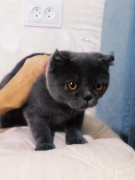Котенок с гарантией