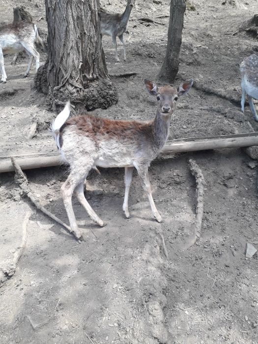 Vind trofee si o pereche de lopătari de anul trecut
