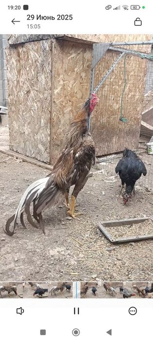 Продам семейка бразильцы