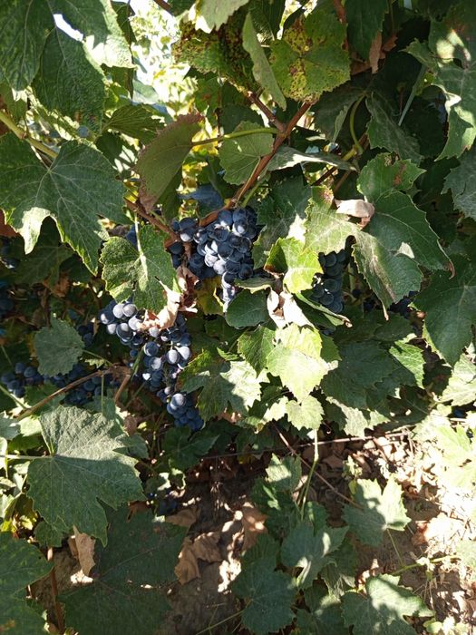 Struguri pt.vin diferite soiuri!