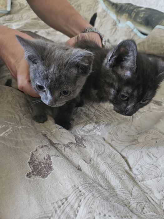 Котята даром к лотку приучены