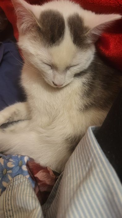 Котенок в добрые руки