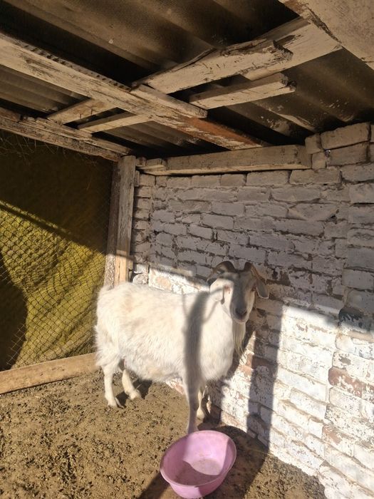 Срочно! Продаются козы