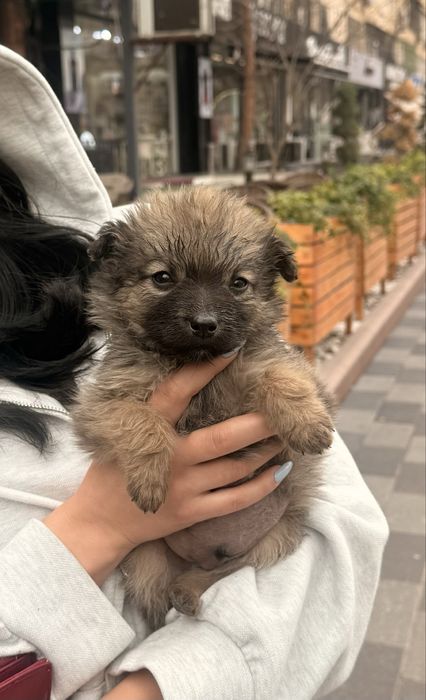 Домашний Щенок в добрые руки