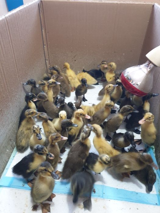 Boboci de rate alergatoare indiene, rasa pura