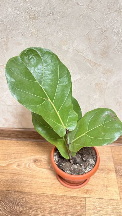 Продам фикус лировидный