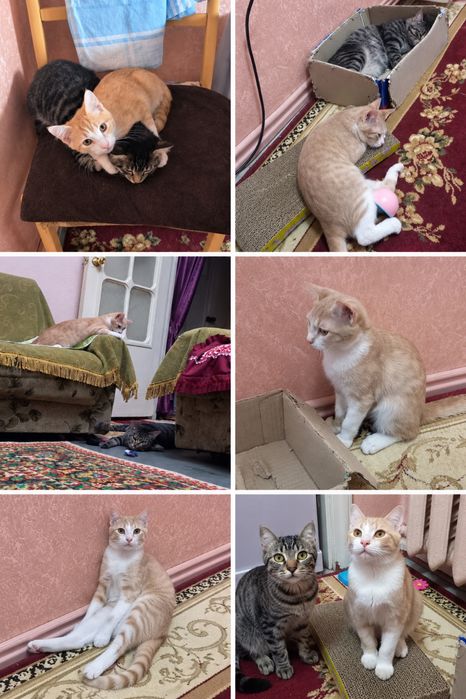 Пристраиваются котята-подростки
