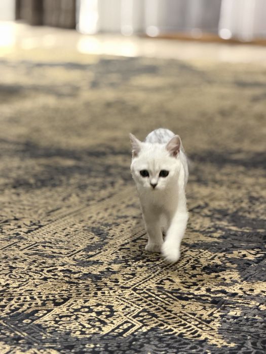 Продоется котёнок