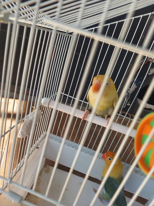 Красивые Неразлучники