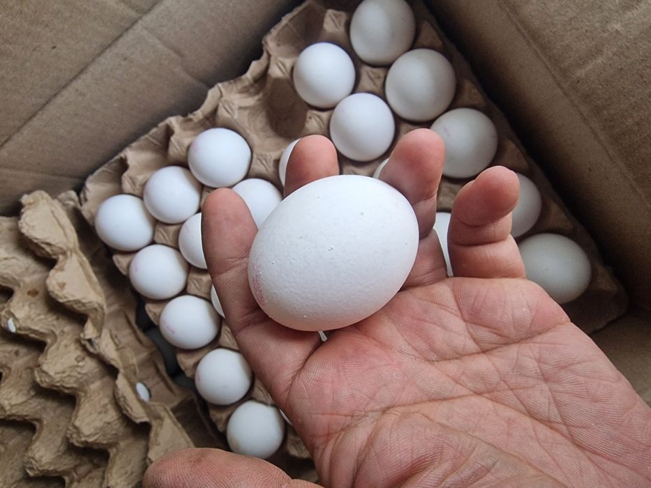 Куриные яйца оптом