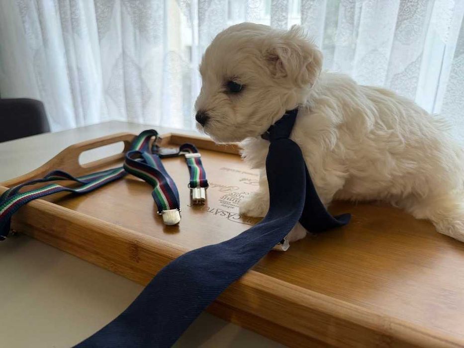 Pui bichon maltez - baiat