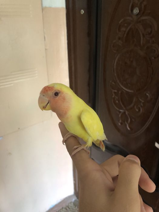 Карелла ва неразлучники ручнойла