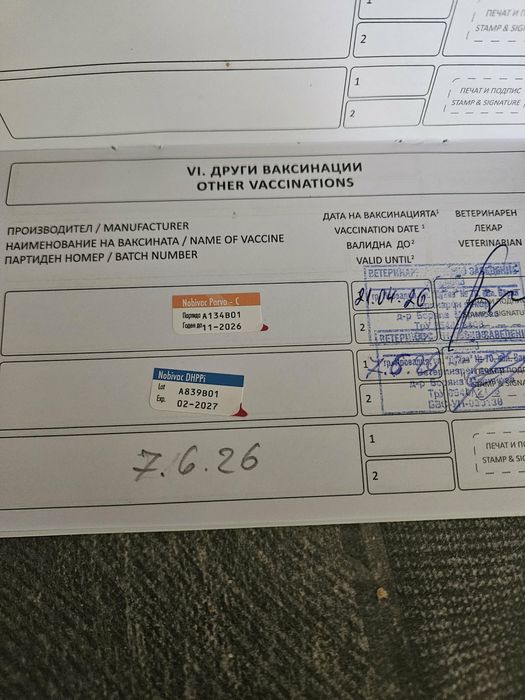 Померан на 76 дни