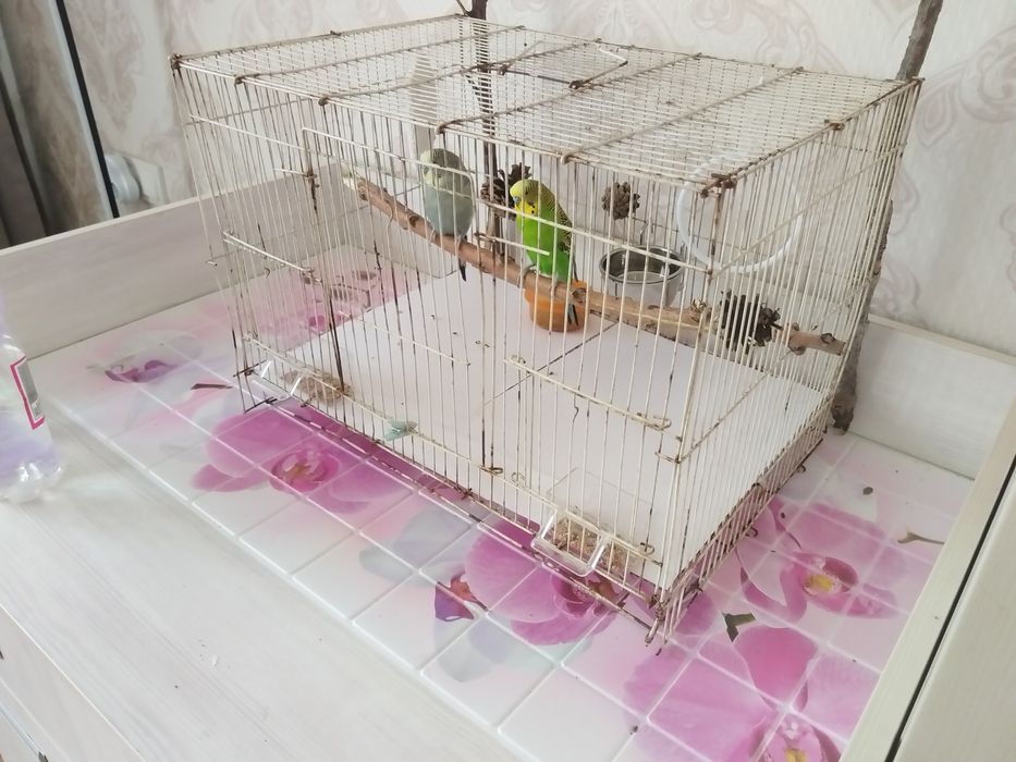 попугаи с клеткой