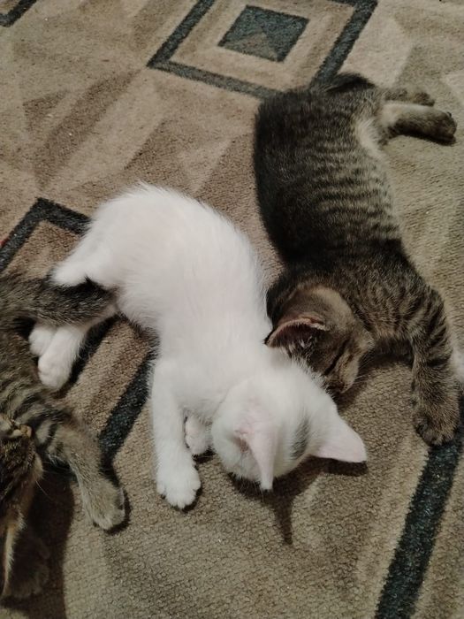 Котенки 2 мес отдаем добрые руки