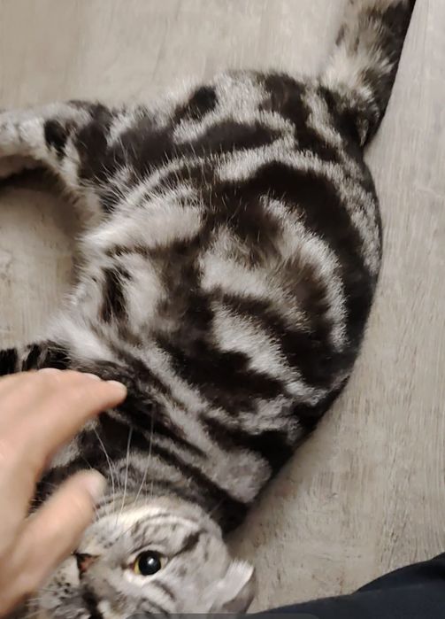 Шикарный игривый кот