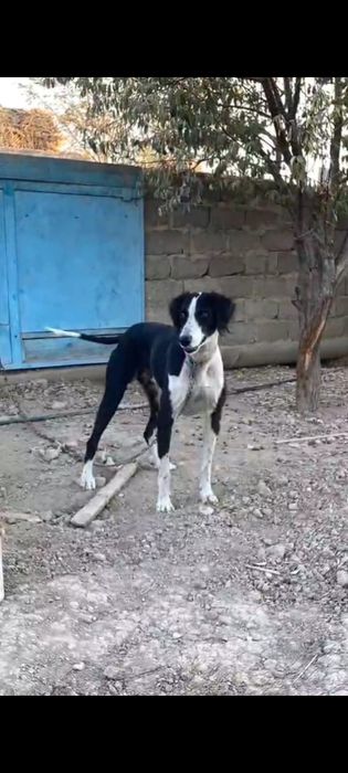 Тазы сатылады 2,5жасар 4туган