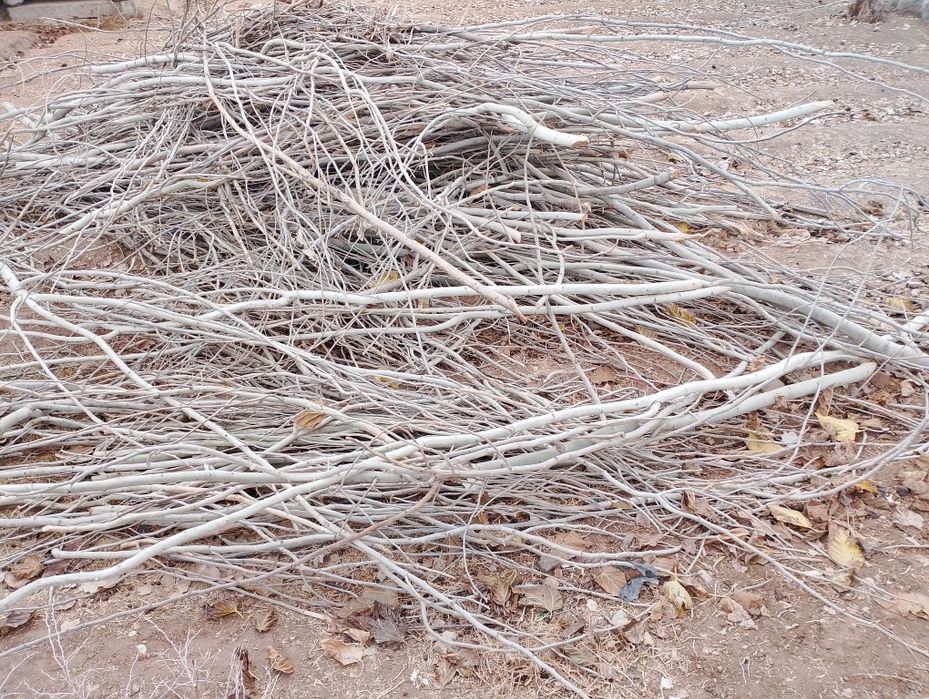 Terak o'tini sotiladi Продажа дров из тополя Qashqadaryo Yakkabogʻ