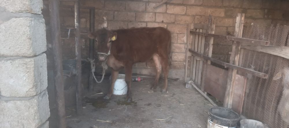 Семиз баспак сатылады