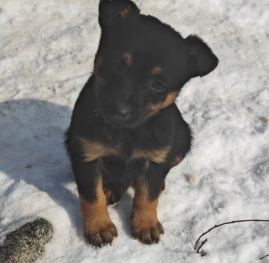 Отдам  щенят даром