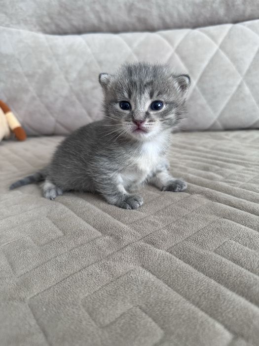 Отдам кошку и котенка