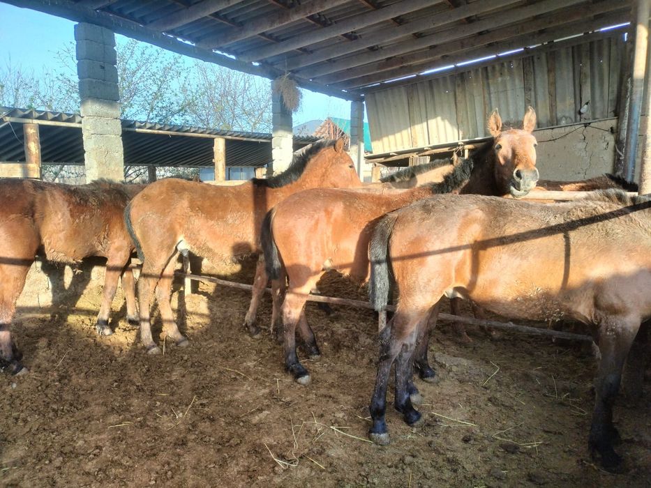 Бордақыланған дайын саудасы бар